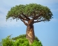 Дерево Баобаб